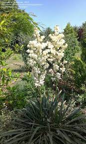 Shrub Seeds 30 Seeds Yucca Filamentosa Adams Needle Patio Lawn Garden Gardening