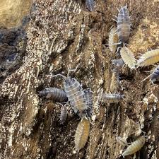 Image result for Polhillides