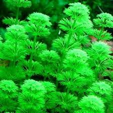 Image result for Limnophila