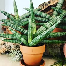 How to propagate star cactus flowers? Pin On Plants