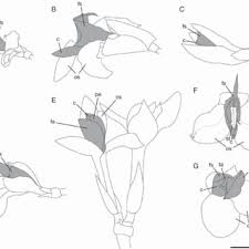 Image result for Hypselodelphys scandens