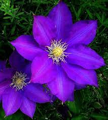 Best of all, they come in a range of colors. Kirigamine Clematis Vine Huge Velvety Purple Blooms 2 5 Quot Pot Purple Clematis Purple Flowers Garden Clematis Flower