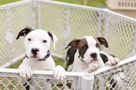 On clear the shelters day, participating shelters offer deep discounts on adoption fees and services — sometimes even freebies. Spring Fling 2021 Dog Cat Fundraiser Shop Local Raleigh