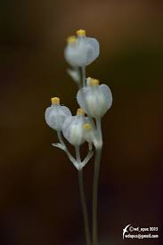 Image result for Burmannia