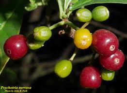 Image result for Psychotria ceratoloba