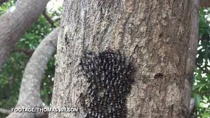 A man was driving monday evening when he went through a swarm of cicadas. Millions Of Cicadas To Swarm Parts Of Us This Year The Independent The Independent
