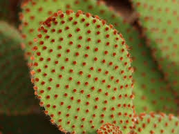 I gather a bunch of fruits in a. The Prickly Superfood 6 Health Benefits Of Eating Cactus That You Didn T Know