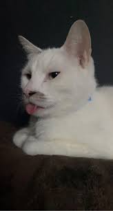 Rescued Cats and Snowshoe Breed Information