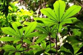 Image result for Syzygium owariense