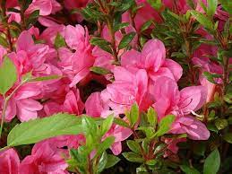 Azalea Autumn Empress Azaleas Plants Beautiful Flowers