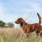 Intermediate Seminar, October 17-18, 2026 at Smith Kennels