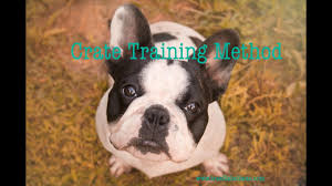 Why does potty training regression happen? French Bulldog Apartment Potty Training French Bulldog Potty Training