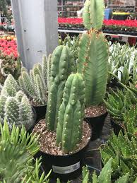 Healthy and ready for a new home in a larger container, many of these have already bloomed their beautiful giant flowers, a great chance to. 7024 Best Depotted Images On Pholder Succulents Mildlyinteresting And Pics