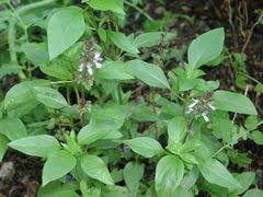 Image result for Ocimum urundense