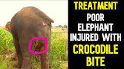Image of Elephant bite