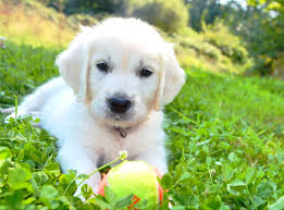 Click here to email us mckinley. The Truth About English Cream White Golden Retrievers Pethelpful By Fellow Animal Lovers And Experts