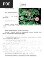 Image result for Agelanthus falcifolius