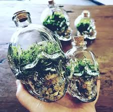 Skull Terrariums Terrariums Perth Terrarium Plantaddict Perthlife Perthflorist Fremantle Fremantleflo Garden Terrarium Terrarium Diy House Plants