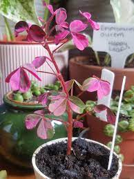 Explore hollyjazzz362's photos on flickr. Oxalis Crazy Plum Because I Like My Plants Like I Like My Men Variegated And Clinically Insane 3 Houseplants