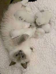 100 Breeders Ideas Breeders Dogs Animals