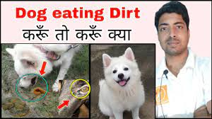 Dog Eating Soil Or Stone Even After Deworming Solution By Pomtoy Anurag Youtube