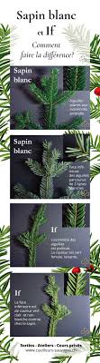 Sapin Blanc Et If Comment Faire La Difference Facilement Sapin Blanc Plantes Sauvages Comestibles Plantes Sauvages