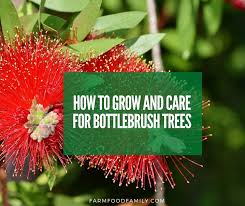 We did not find results for: Bottle Brush Tree Varieties Growing And Caring For Callistemon