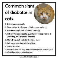 Check spelling or type a new query. Feline Diabetes