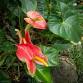 Waimea Valley