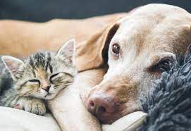 11,011 likes · 384 talking about this · 903 were here. Easel Animal Rescue League Pet Adoptions