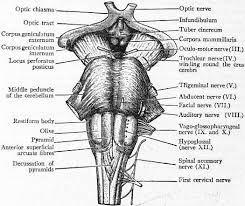 Entdecke rezepte, einrichtungsideen, stilinterpretationen und andere ideen zum ausprobieren. Bookbrain Stem Nuclei Bookbrain Stem Nuclei Pdf 6 Neuropeptides In The Monkey