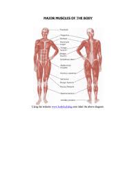 Anatomical Muscle Chart Pdf Www Bedowntowndaytona Com