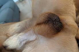 Image result for scrotum dog skin peeling