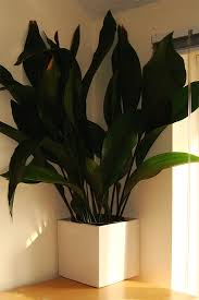 Image result for Aspidistra