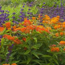Image result for Asclepias albens