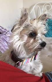 The death of a pet is a devastating loss, but you don't have to go through it alone. 900 Photos From Lost Dogs Minnesota Ideas Losing A Dog Dogs Losing A Pet