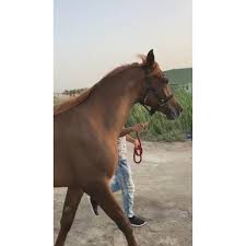 بركان الفهد قبل أن تبدأ بالحب تعلم الإكتفاء محبين الخيل فارس فارسه بنات الريح حصان البحرين السعوديه Horse شعر Animals Horses Instagram Posts Animals