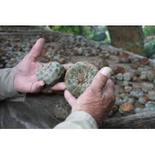 Peyote is a spanish word derived from the nahuatl peyōtl ˈpejoːt͡ɬ, meaning caterpillar cocoon, from a root peyōni, to glisten. Peyote Seeds Lophophora Williamsii Prijs 2 85