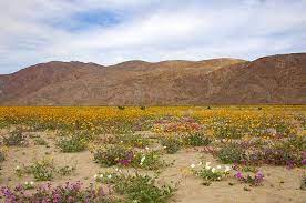 This is the newest place to search, delivering top results from across the web. Desert Wildflowers When Will They Bloom Desertusa