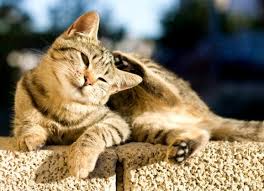 One of the signs of fleas on cats is if your cat suddenly starts scratching their body with their paws or chewing their skin in an attempt to stop the itchy sensation. Flea Control In Cats Petmd
