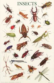 Insects Education Poster 21x33 In 2019 Insects Types Of