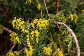 Image result for Dichilus