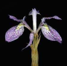 Image result for Moraea simulans