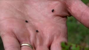 If you want to learn how to identify bugs that look like ticks but aren't, keep reading this article. Flying Ticks Spotted All Over Southwest Virginia