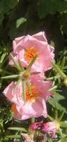 Image result for Portulaca centrali-africana