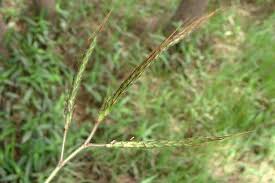 Image result for Dichanthium