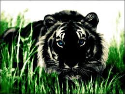 Black Tiger Black Tiger By Gabbehfluff On Deviantart Tiger Pictures Animal Planet Black Tigers