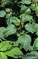 Image result for Amaranthus dubius