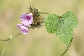 Image result for Ipomoea wightii