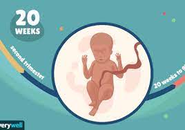 Maybe you would like to learn more about one of these? 20 Weeks Pregnant Baby Development Symptoms And More